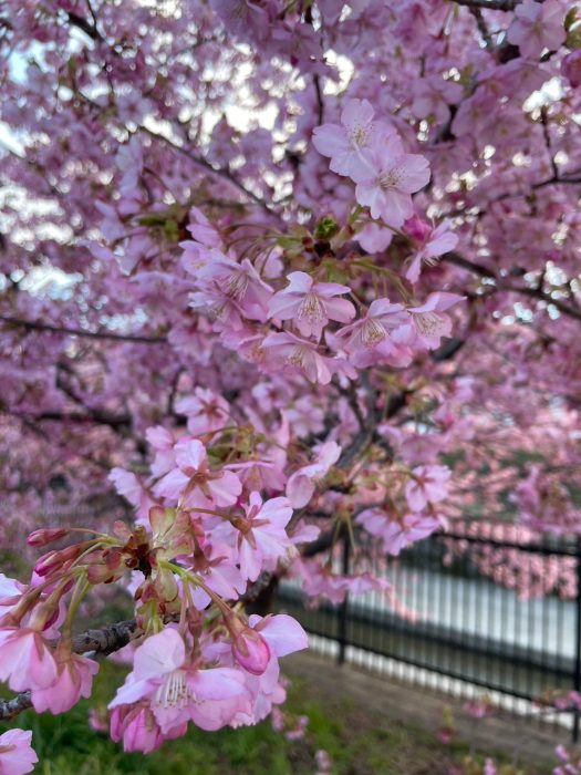 淀水路の河津桜